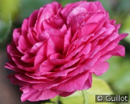 Chantal Baudron kaufen, clicken für mehr Details Chantal Baudron