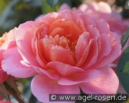 Chantal Ladesou kaufen, clicken für mehr Details Chantal Ladesou