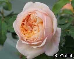 Charles de Nervaux kaufen, clicken für mehr Details Charles de Nervaux