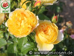 Chateau de Cheverny kaufen, clicken für mehr Details Chateau de Cheverny