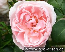 Cinderella kaufen, clicken für mehr Details Cinderella