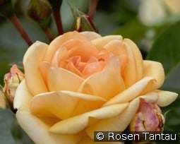 Circle of Life kaufen, clicken für mehr Details Circle of Life