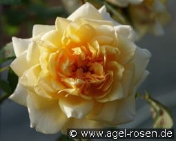 Claudia Cardinale kaufen, clicken für mehr Details Claudia Cardinale