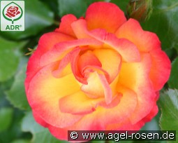 Comedy kaufen, clicken für mehr Details Comedy