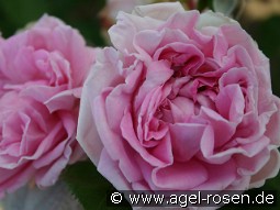 Conrad Ferdinand Meyer kaufen, clicken für mehr Details Conrad Ferdinand Meyer