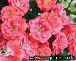 Coral Compact Meidiland syn. Coral Drift kaufen, clicken für mehr Details Coral Compact Meidiland syn. Coral Drift