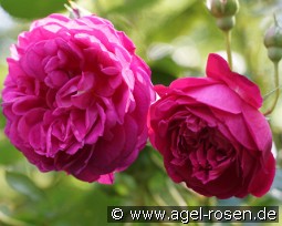 Cybelle kaufen, clicken für mehr Details Cybelle