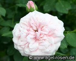 Die Schöne Tölzerin kaufen, clicken für mehr Details Die Schöne Tölzerin