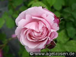 Dieter Müller kaufen, clicken für mehr Details Dieter Müller