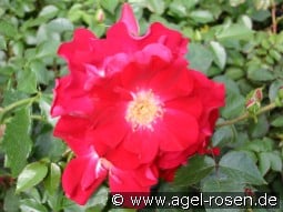 Dortmund kaufen, clicken für mehr Details Dortmund