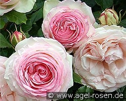 Eden Rose 85 kaufen, clicken für mehr Details Eden Rose 85