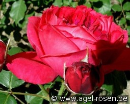 Elbjuwel kaufen, clicken für mehr Details Elbjuwel