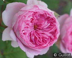 Elodie Gossuin kaufen, clicken für mehr Details Elodie Gossuin