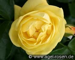 Emil Nolde Rose kaufen, clicken für mehr Details Emil Nolde Rose