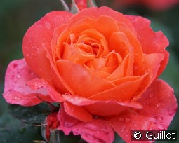 Emilien Guillot kaufen, clicken für mehr Details Emilien Guillot