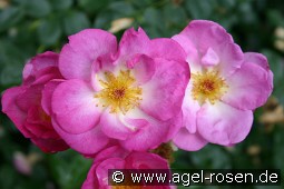 Escapade kaufen, clicken für mehr Details Escapade