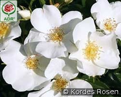 Escimo kaufen, clicken für mehr Details Escimo