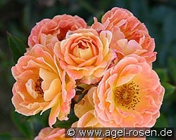 Euphoria syn Bessy kaufen, clicken für mehr Details Euphoria syn Bessy