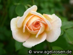 Felidaé kaufen, clicken für mehr Details Felidaé