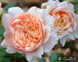 Festival des Jardins de Chaumont kaufen, clicken für mehr Details Festival des Jardins de Chaumont