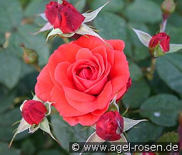 Feuerfunken kaufen, clicken für mehr Details Feuerfunken