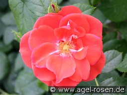 Feuerwerk kaufen, clicken für mehr Details Feuerwerk