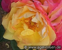 Firlefanz kaufen, clicken für mehr Details Firlefanz