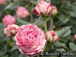 First Lady kaufen, clicken für mehr Details First Lady