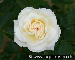 Flora Romantica kaufen, clicken für mehr Details Flora Romantica