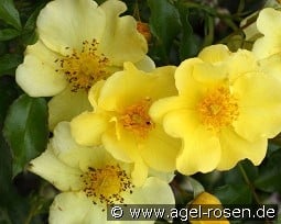 Flushing Meadow kaufen, clicken für mehr Details Flushing Meadow