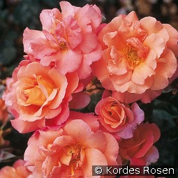 Freisinger Morgenröte kaufen, clicken für mehr Details Freisinger Morgenröte