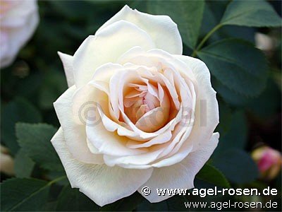 Rose ‘Frühlingsduft‘ (3-Liter Topf)
