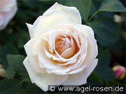 Frühlingsduft kaufen, clicken für mehr Details Frühlingsduft