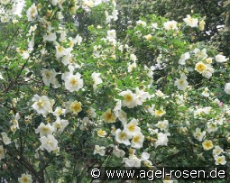 Frühlingsgold kaufen, clicken für mehr Details Frühlingsgold