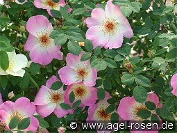 Frühlingsmorgen kaufen, clicken für mehr Details Frühlingsmorgen