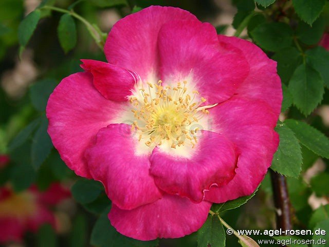 Rose ‘Frühlingszauber‘ (3-Liter Topf)