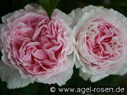 Gartenträume kaufen, clicken für mehr Details Gartenträume