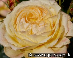 Gene Tierney kaufen, clicken für mehr Details Gene Tierney