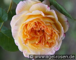 Georges Denjean kaufen, clicken für mehr Details Georges Denjean