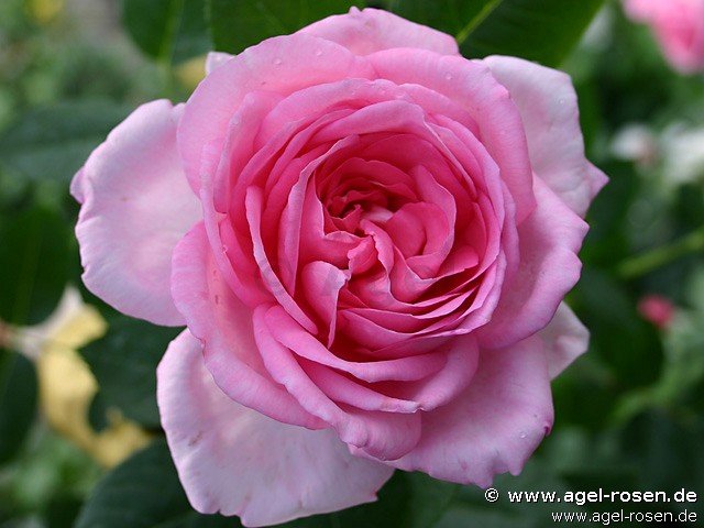 Rose ‘Ghita Renaissance‘ (2-Liter Biotopf)