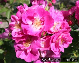 Global Water kaufen, clicken für mehr Details Global Water