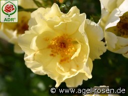 Goldspatz kaufen, clicken für mehr Details Goldspatz