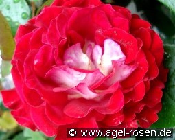 Guy Darmet kaufen, clicken für mehr Details Guy Darmet