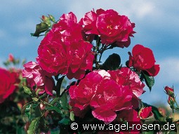 Guy Savoy kaufen, clicken für mehr Details Guy Savoy