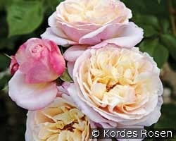 Herkules kaufen, clicken für mehr Details Herkules