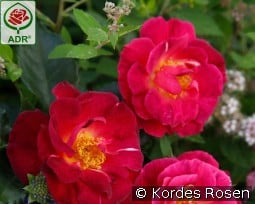 Ile de Fleurs kaufen, clicken für mehr Details Ile de Fleurs