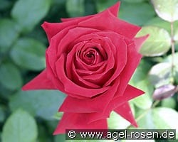 Isabella Rosselini kaufen, clicken für mehr Details Isabella Rosselini