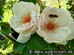 Jacqueline du Pré kaufen, clicken für mehr Details Jacqueline du Pré