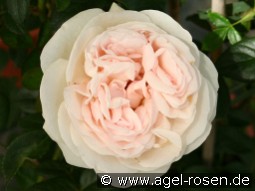 Julia Renaissance kaufen, clicken für mehr Details Julia Renaissance