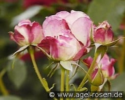 Jupiter DDR kaufen, clicken für mehr Details Jupiter DDR